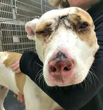 Grace appeared to have been hit by a snow plow