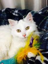 A scratcher helped Henrietta recover from surgery.