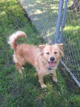Idella is at Tejas Rescued Pet Adoptions in Texas.
