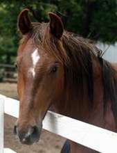Lucky is with Horse Feathers Equine Center.