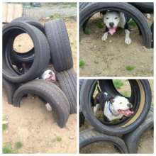 Panda in the play yard