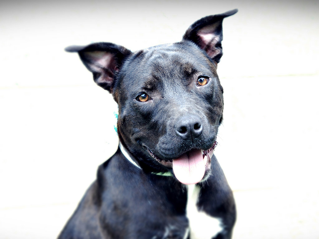 Save the Lives of Shelter Pets in North America