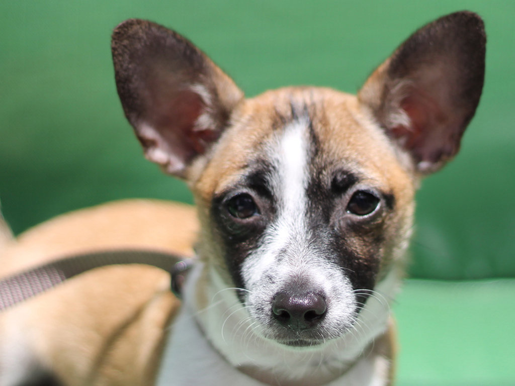 Save the Lives of Shelter Pets in North America