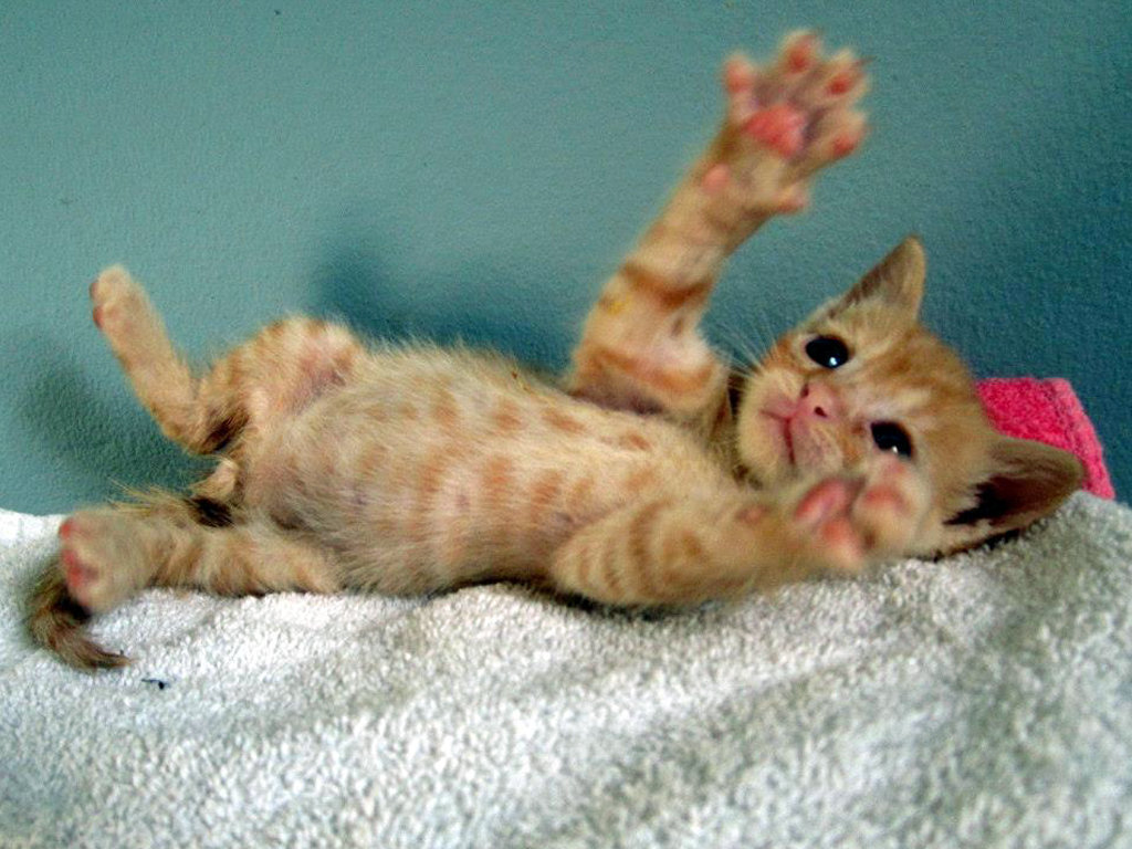 Save the Lives of Shelter Pets in North America