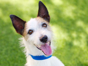 Spencer at the Humane Society of Southern Arizona