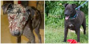 Phoenix before and after