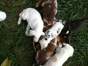 Pups at Forgotten Angels Animal Rescue