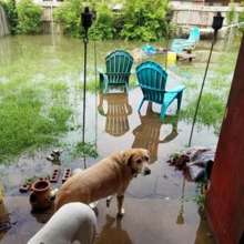 Rescutopia is distributing food for displaced pets