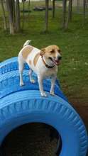 A dog tries out the agility course
