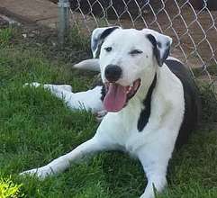 Rocky is at Etosha Rescue and Adoption Center.