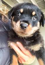 A pup of Stella, rescued from neglect in Spokane