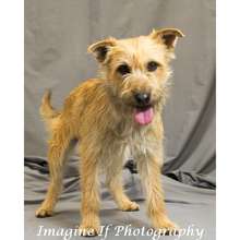 Scruffy was adopted from Misfits, Mutts and Meows