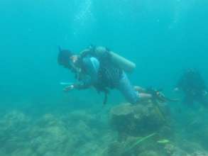 "Fish biomass Computation and Video Transect"