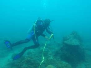 Laying 100 meters Transect at depth of 6-7 meters