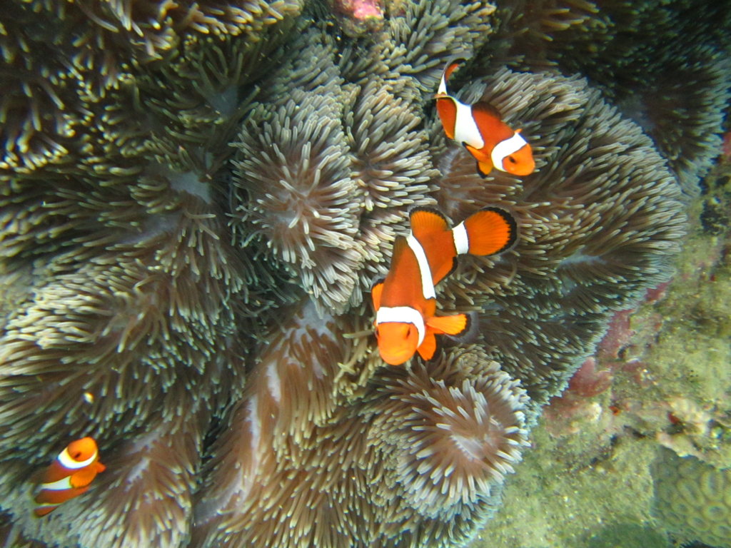 Nemo lives as we nurture and  protect the  reef
