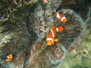 Nemo lives as we nurture and  protect the  reef