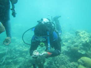 Regular reef monitoring