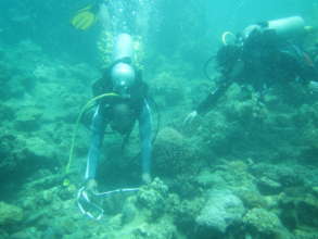 Diver- Fishers check on growth of giant clams