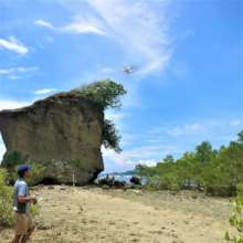 Monitoring Mangroves planted  introduced