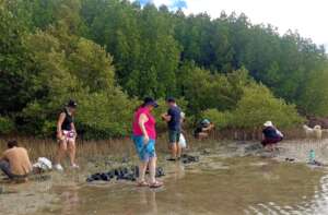 Mangrove Tree Planting