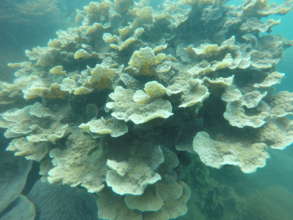 Taking a glance at the  corals