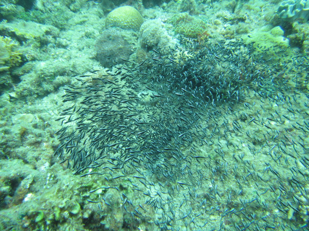 A school of fingerlings caught the reef check team