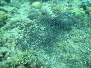 A school of fingerlings caught the reef check team