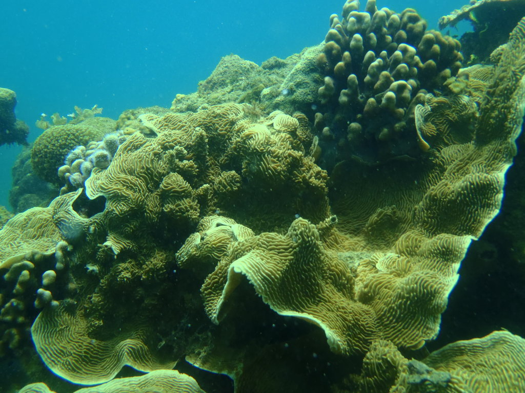 Talim Bay Coastal Resources Management Project