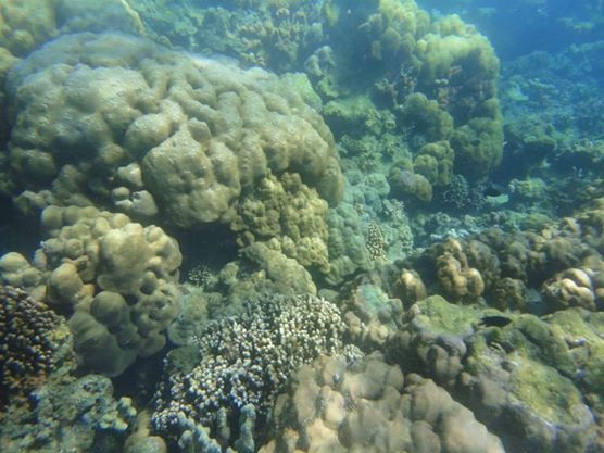 Talim Bay Coastal Resources Management Project