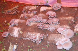 Mushrooms in the field