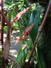 A common orchid in northern Costa Rica