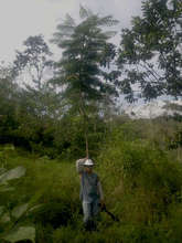 Progress of trees planted one year ago - June 2012