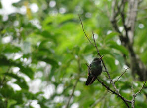 Rufous-tailed Hummingbird living along the Rio Sol