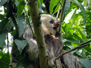 The two-toed sloth lives along the Rio Sol