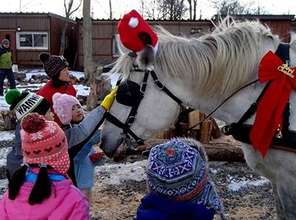 A reindeer is a horse
