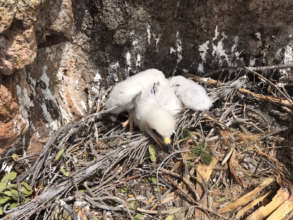 4 week old chick