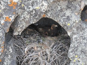 Eagle incubating in Sierra Juarez, Mexico
