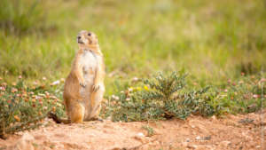 Mexican prairie dog