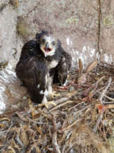 Golden eagle chick