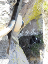 Monitoring eagles 24/7