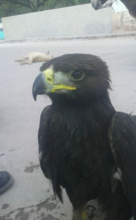 rehabilitation of injured golden eagles