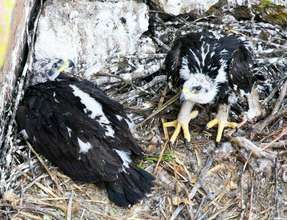 Gawky teen eaglets (Photo: Luis Felipe Lozano)