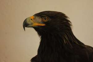 golden eagle