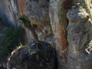 Golden eagle chick in Guanajuato (May 11th)