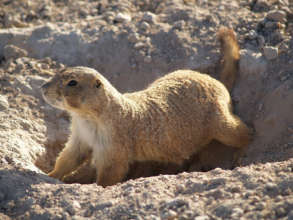 prairie dog