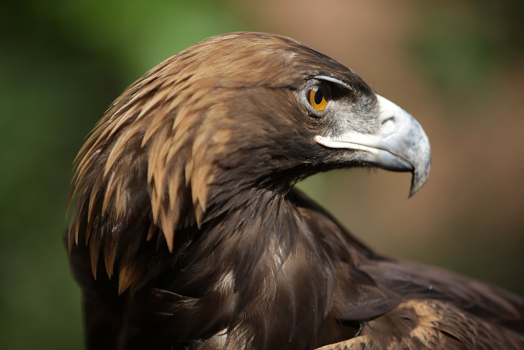 Save the Golden Eagle and Protect its Habitat! GlobalGiving