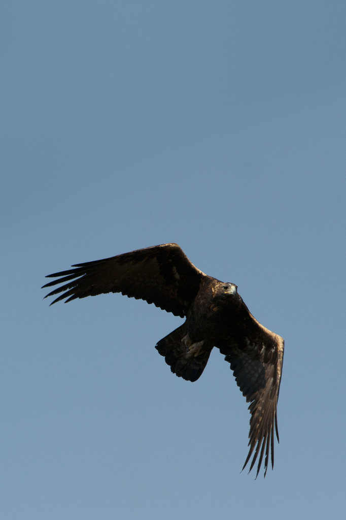 Save the Golden Eagle and Protect its Habitat! GlobalGiving