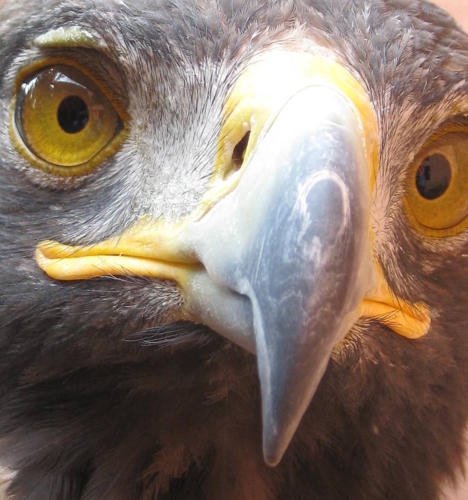 Save the Golden Eagle and Protect its Habitat! GlobalGiving