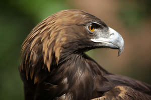 Golden Eagle