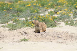 Prairie dog in La India Ranch